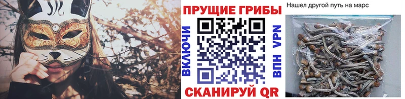Купить где  Лыткарино  Галлюциногенные грибы MAGIC MUSHROOMS 